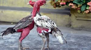 Gà vỡ đòn có những dấu hiệu khó nhầm lẫn