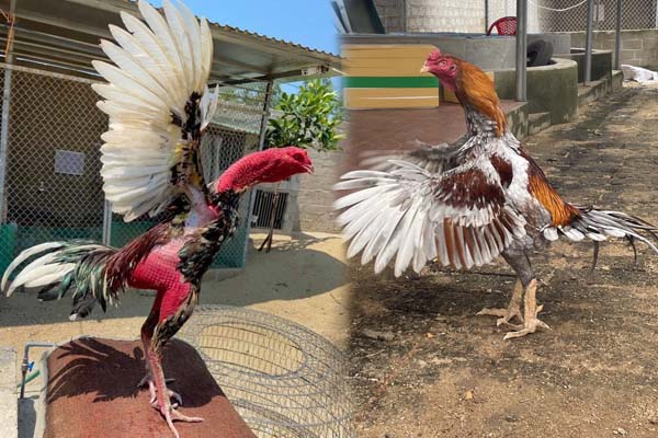 Cách nuôi gà đá cần rất nhiều kỹ năng