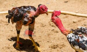 Quy định gà chọi đòn nghiêm ngặt để tránh gian lận