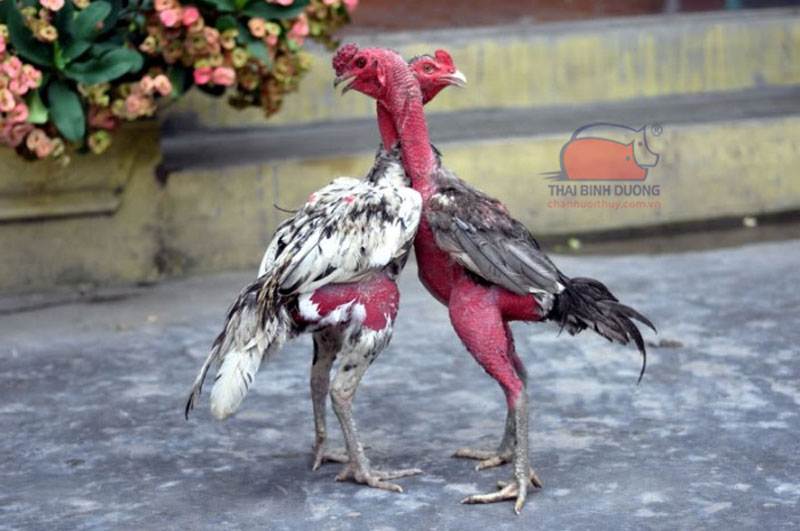 Nội quy đá gà chọi hướng dẫn ghép cặp đấu rõ ràng