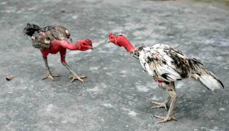 Mẹo dự đoán kết quả các trận đá gà đòn