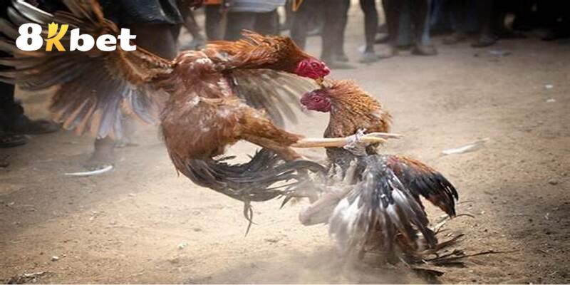 Quy trình tham gia sinh lời từ các kê trường nổi tiếng