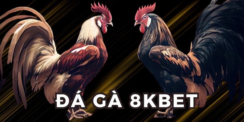 Những hình thức thi đấu của chiến kê tại 8kbet
